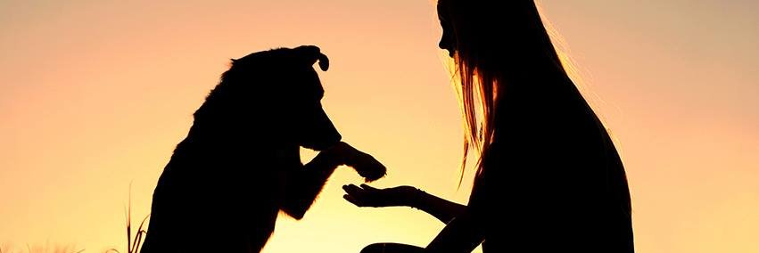 petfulcom's profile banner image