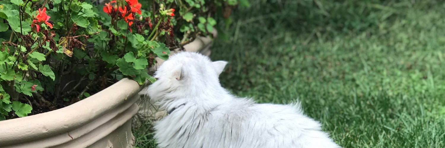 serenaparson's profile banner image