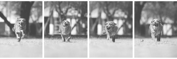 Sasquatcha Profile Banner