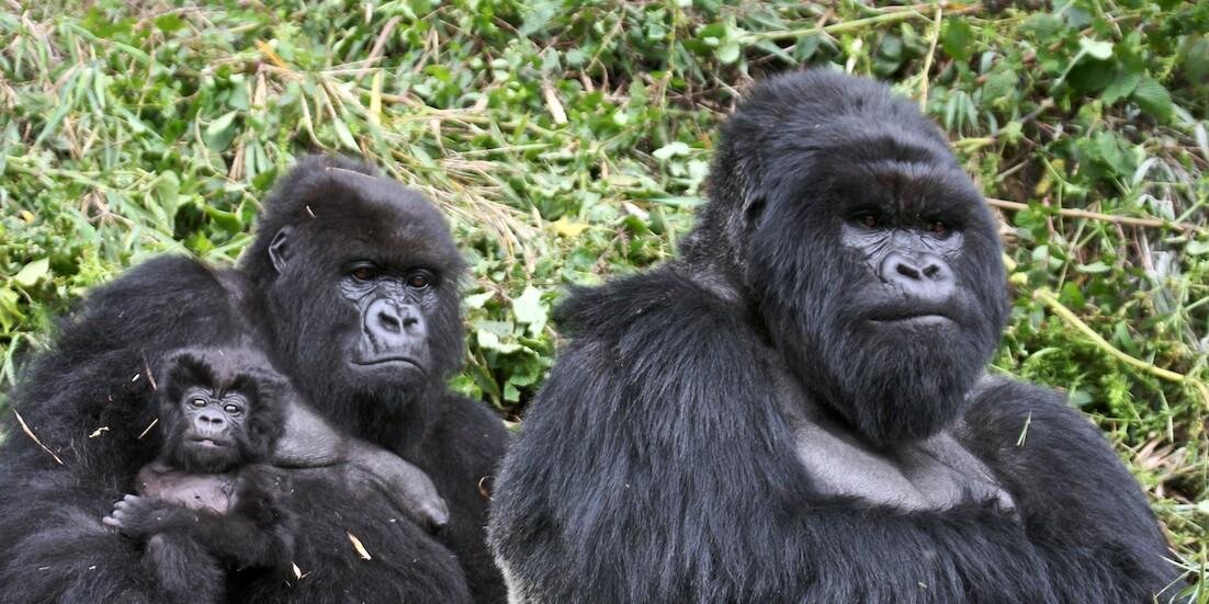 Tschinmai🇮🇳🇩🇪 banner