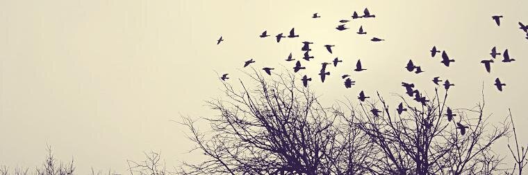 SentidosCrudos's profile banner image