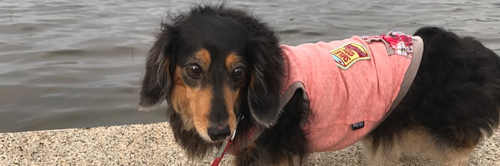 🌻おこたん🌻 banner