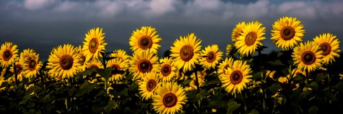 bavaali889's profile banner image