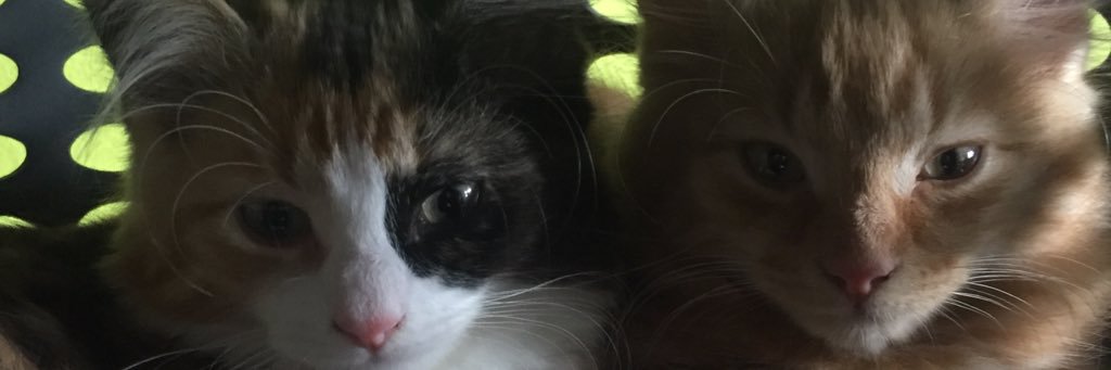 SteveHotchkis's profile banner image