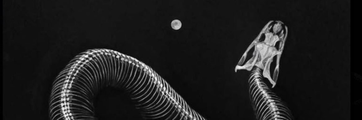 baby_fangs's profile banner image