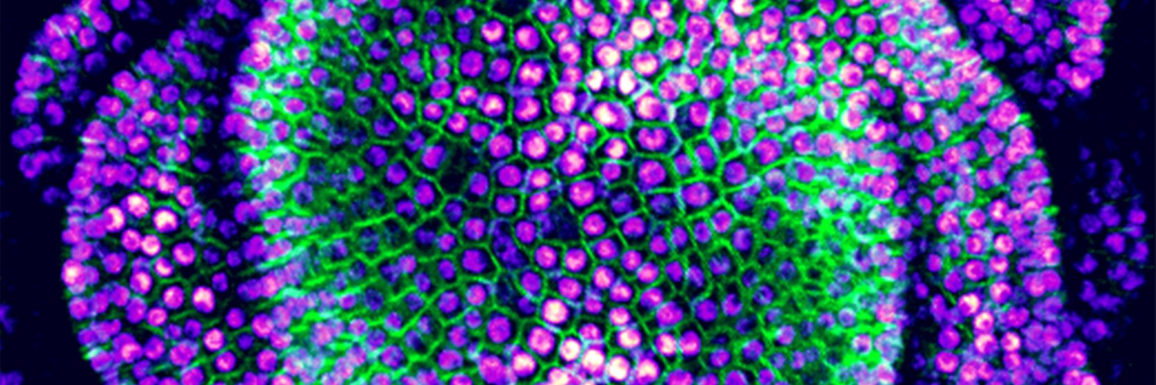 Heisler Lab's banner