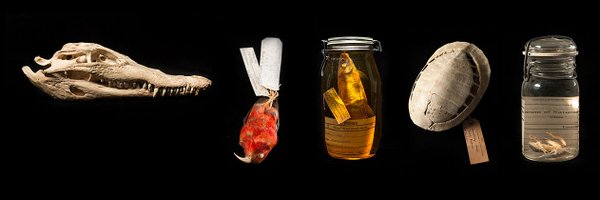 extinctionphoto Profile Banner