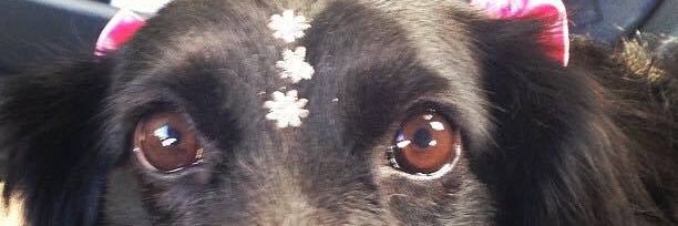 juninhodejunior's profile banner image