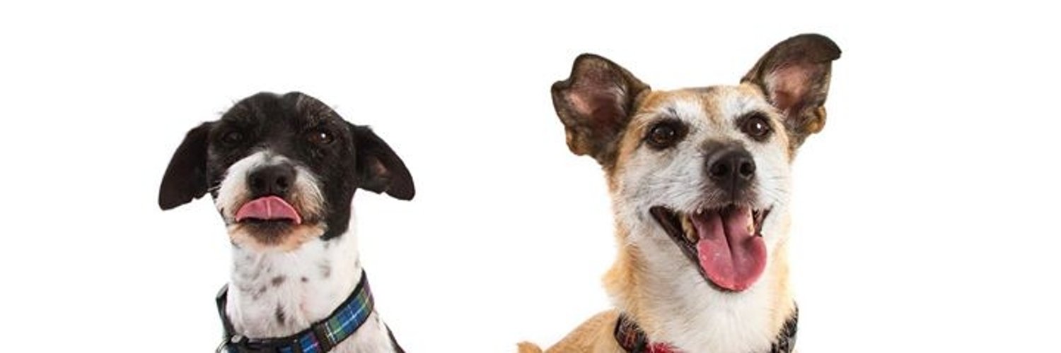 Joys Dog Grooming (@joysdoggrooming) | Twitter