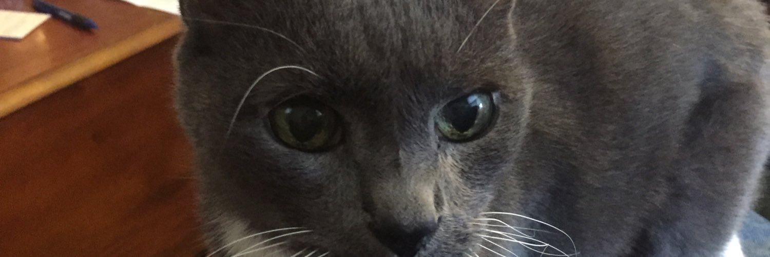 Caylina's profile banner image