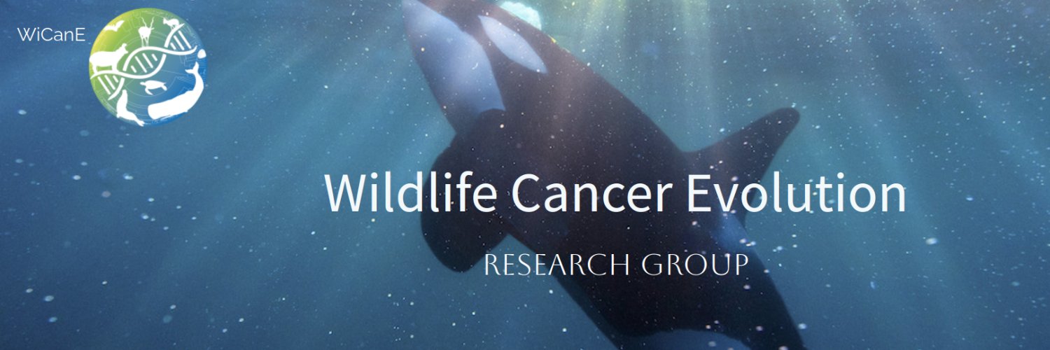 Orsolya Vincze banner