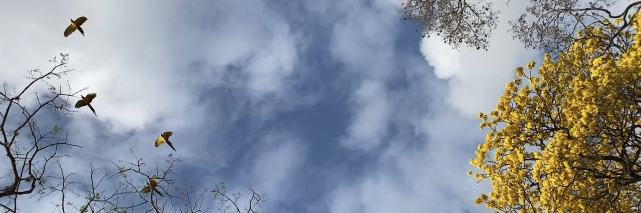 Naky Soto 🍃's banner