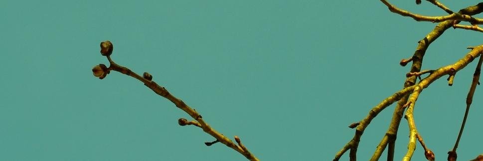 Zeeschuimer's profile banner image