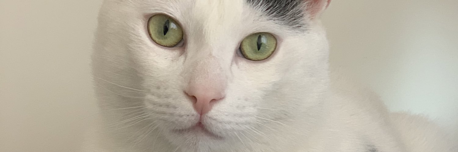 SOYNEILA's profile banner image