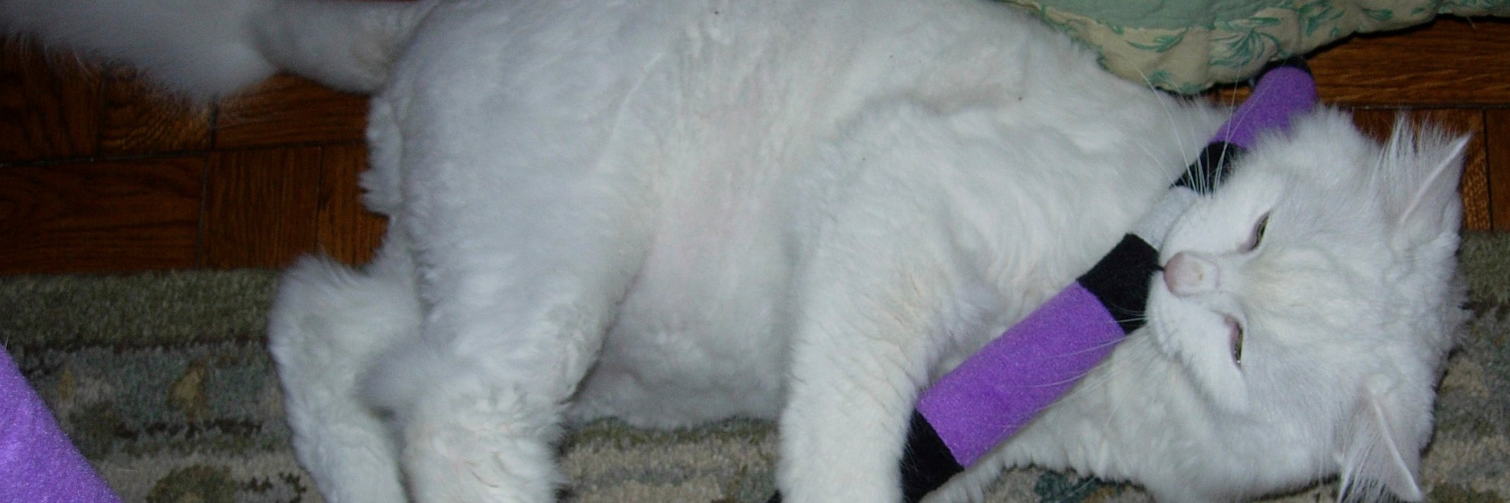 Wulfie  Viking Cat banner