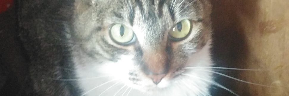 Sinx Capitán Super Mameying | Fase Busco mi OG banner