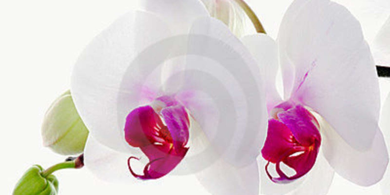 marcellaacm's profile banner image
