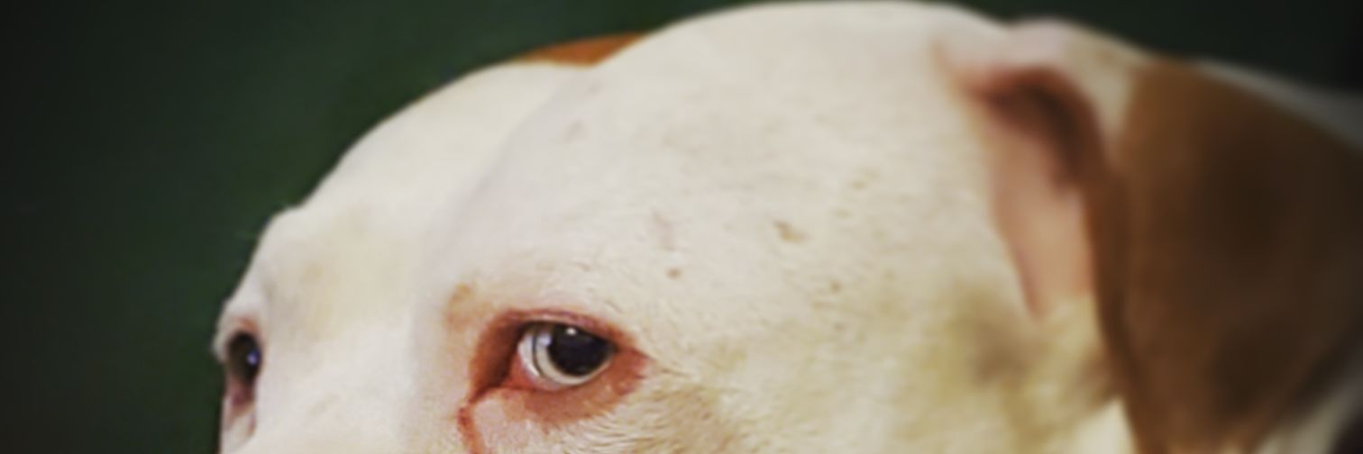 Kiah Kittie banner