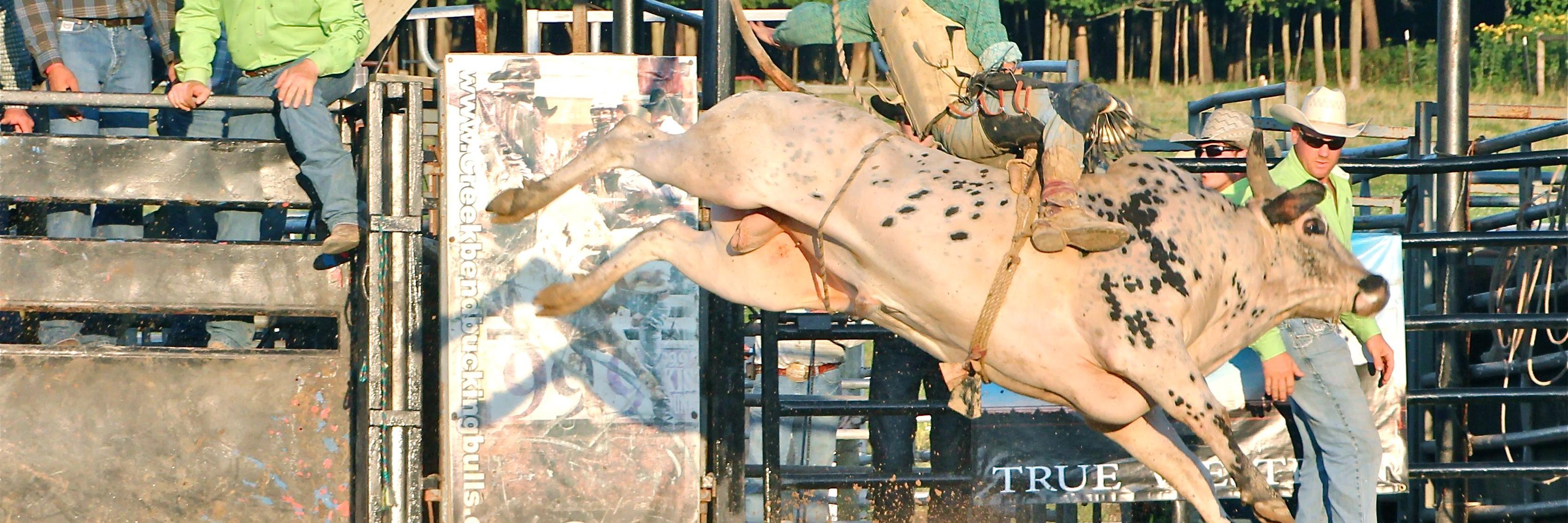 Eileen Thorsell banner