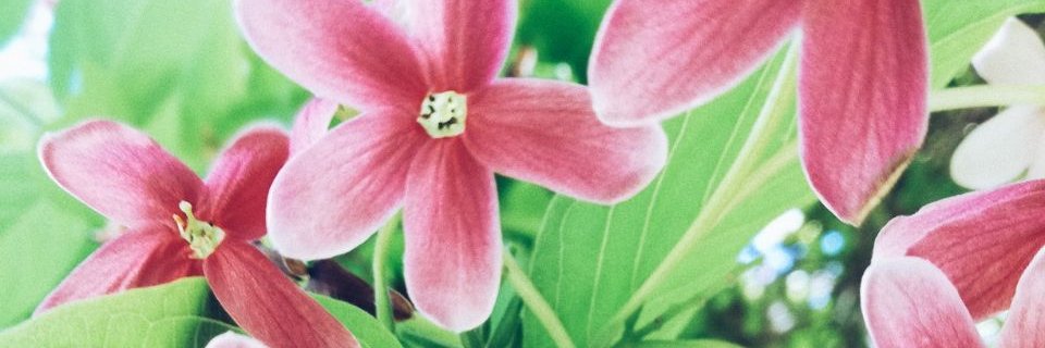 VictoriaFal's profile banner image