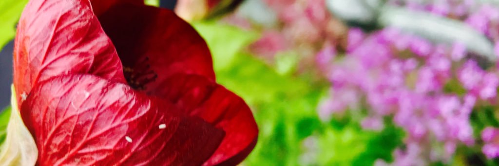 Nici Pickering banner