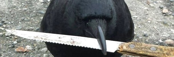 🖤Ravensong Despair🖤 banner