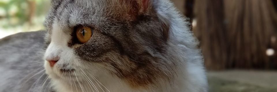 harrtyo banner