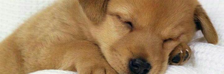 whacky_Banda's profile banner image