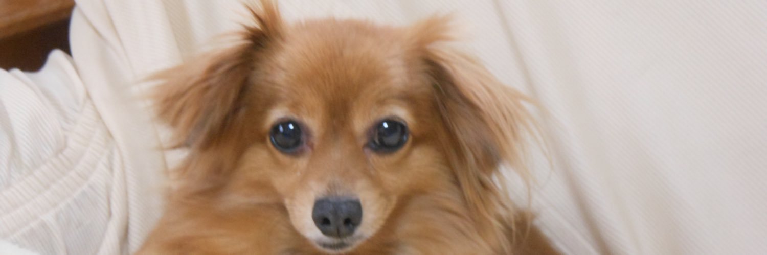 shotty_master's profile banner image