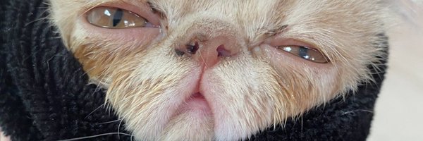 Tudduls Profile Banner