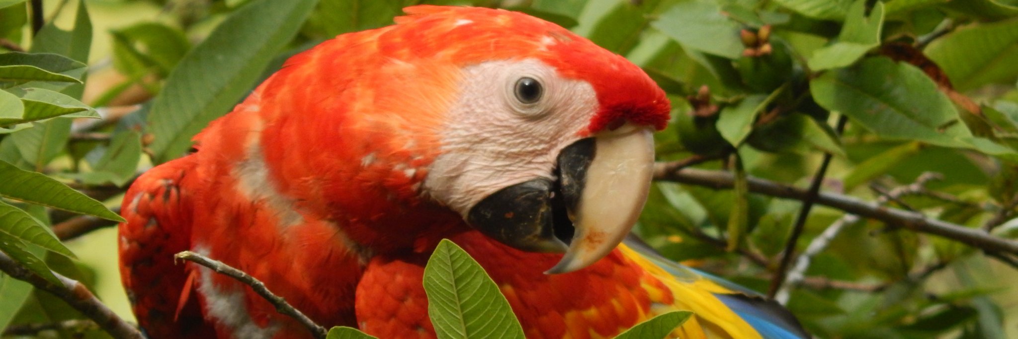 Alice 🦋🌻 banner