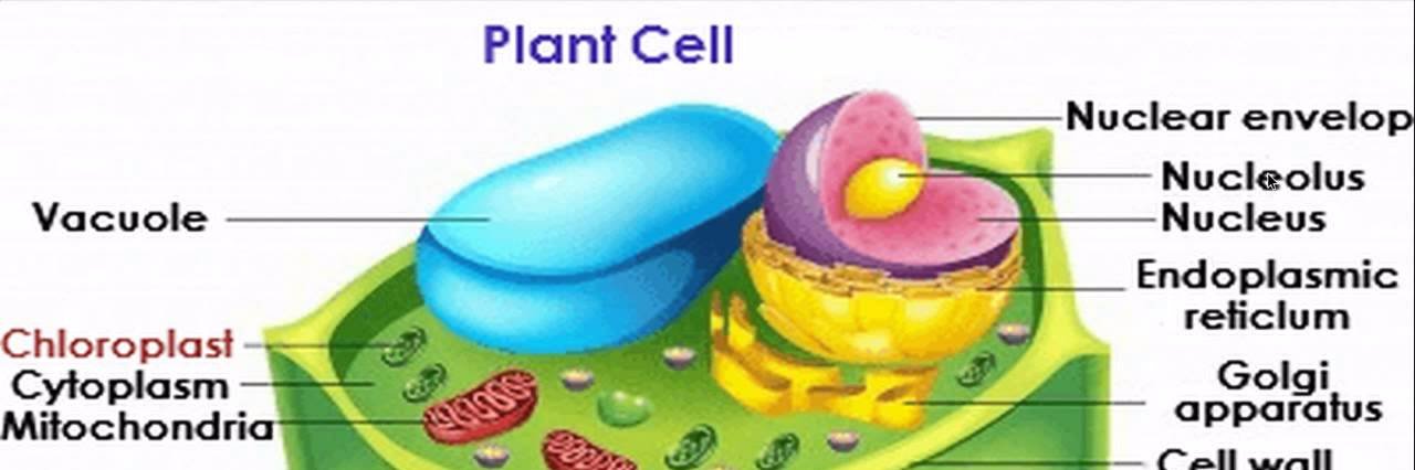 RhsVacuole's profile banner image