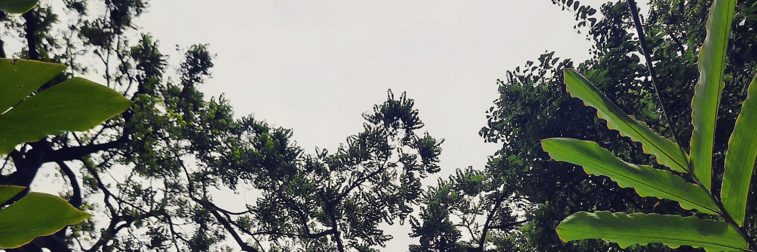 La_ColochaSV's profile banner image