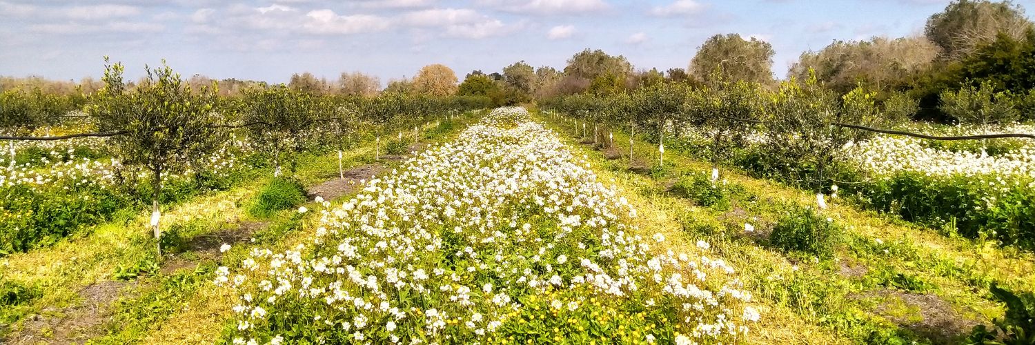 NFrioli's profile banner image