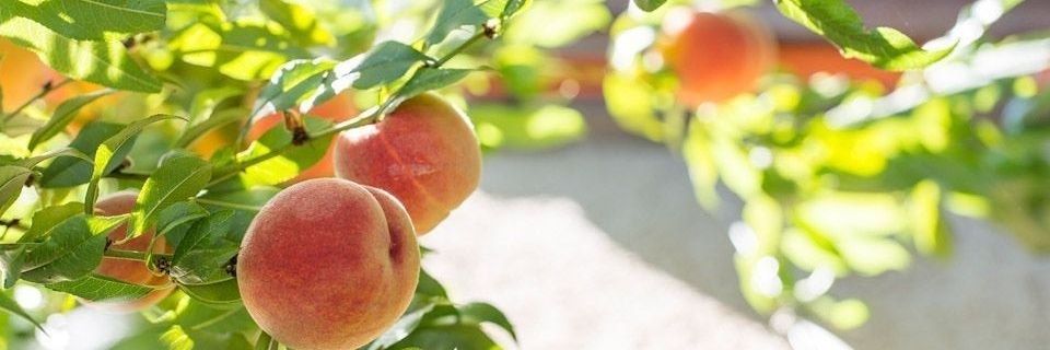 cinnabunboy's profile banner image