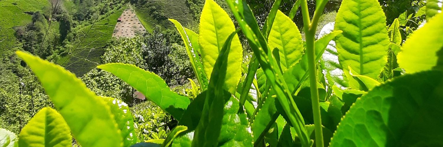 ArabaciOlcay's profile banner image