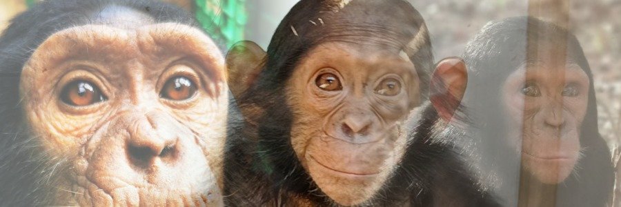 JACK Primate Sanctuary banner