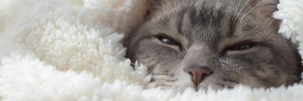 nyakota_'s profile banner image