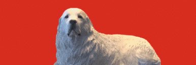perrito_asco's profile banner image
