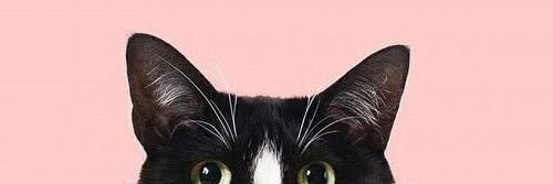 Launavasg's profile banner image