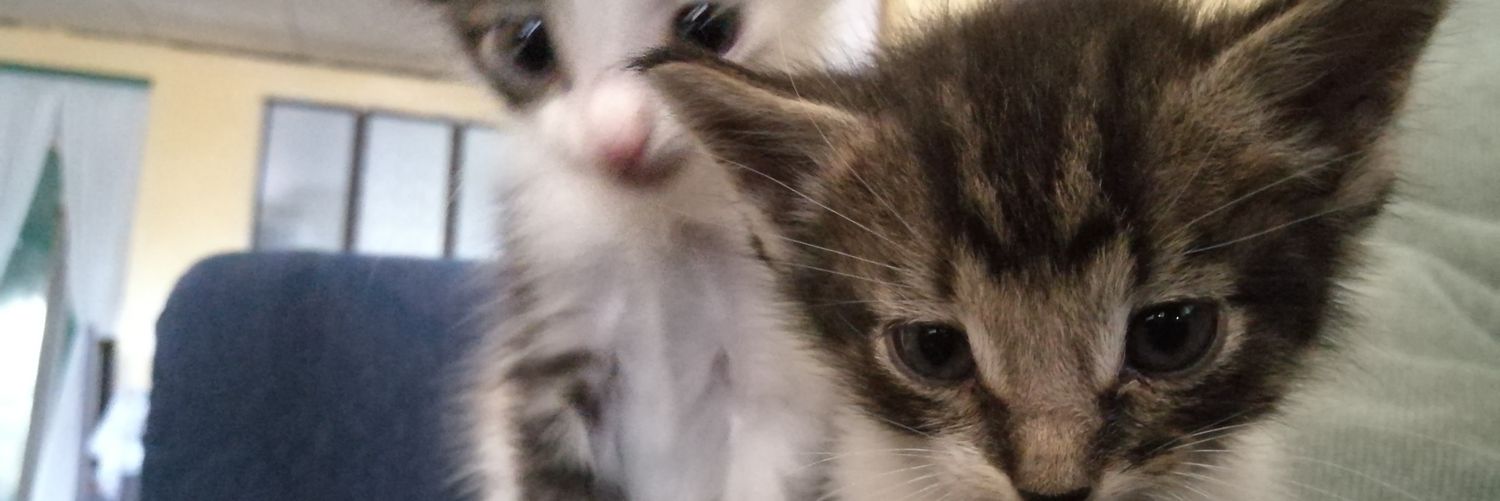 Roybinho🥋🏃🏾‍♂️🕹 banner