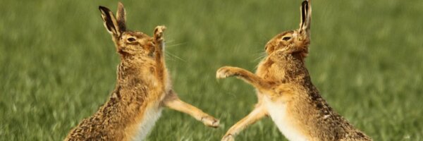HunstonCCFC Profile Banner