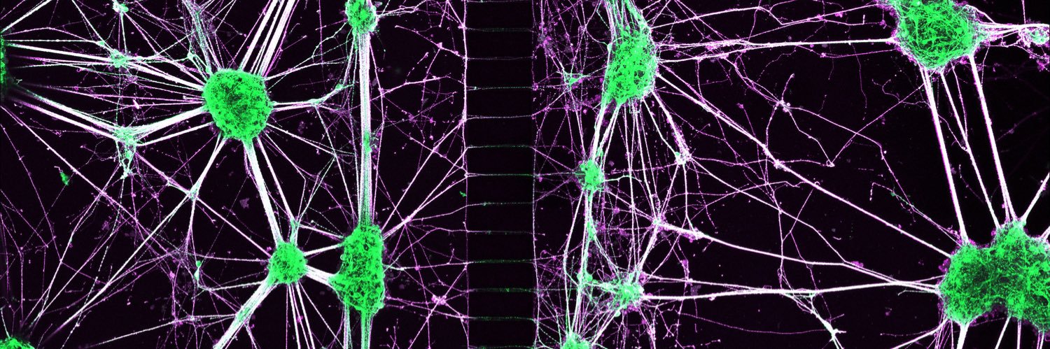 Light Microscopy Aus's banner