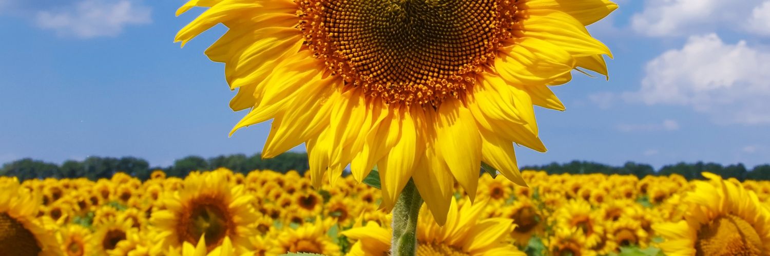 RosangelaAndris's profile banner image