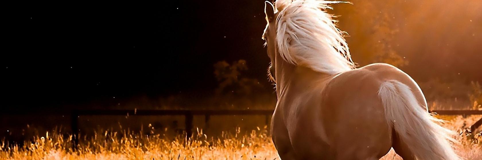 cisilyus's profile banner image