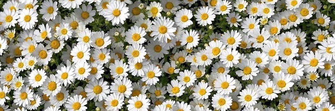 Carmencm98's profile banner image