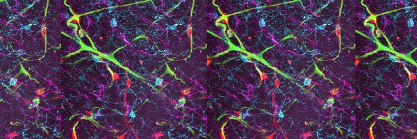 BrainEnergyLab Profile Banner
