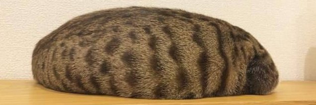 Ｃ:。ミ working on book!! hopefully released by aug!! banner