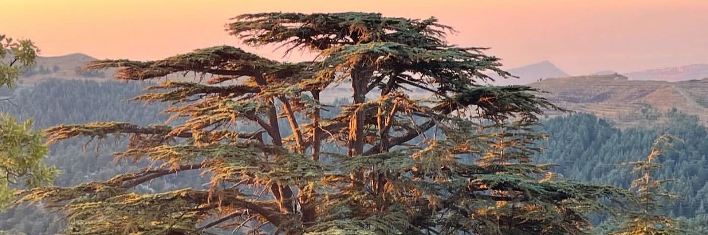 Gabriel Maluf banner