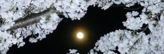 birdylune's profile banner image